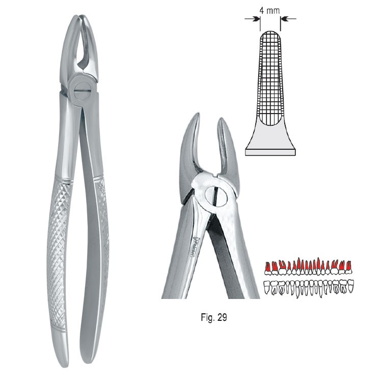 Extraction forceps European pattern fig. 29