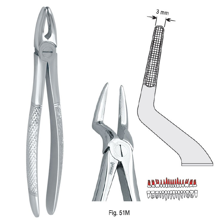 Extraction forceps European pattern fig. 51M