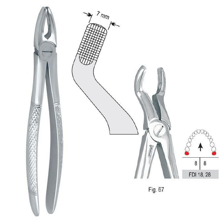 Extraction forceps European pattern fig. 67