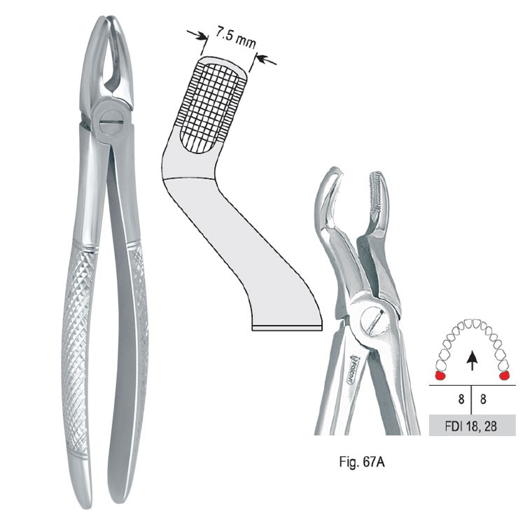 Extraction forceps European pattern fig. 67A