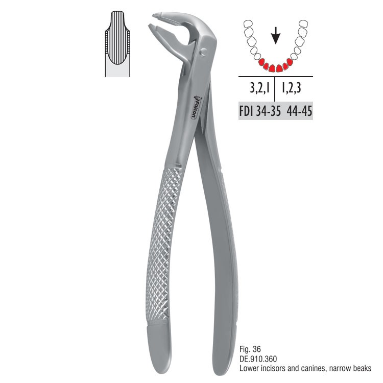 Atramatic extraction forceps notched beaks fig. 36